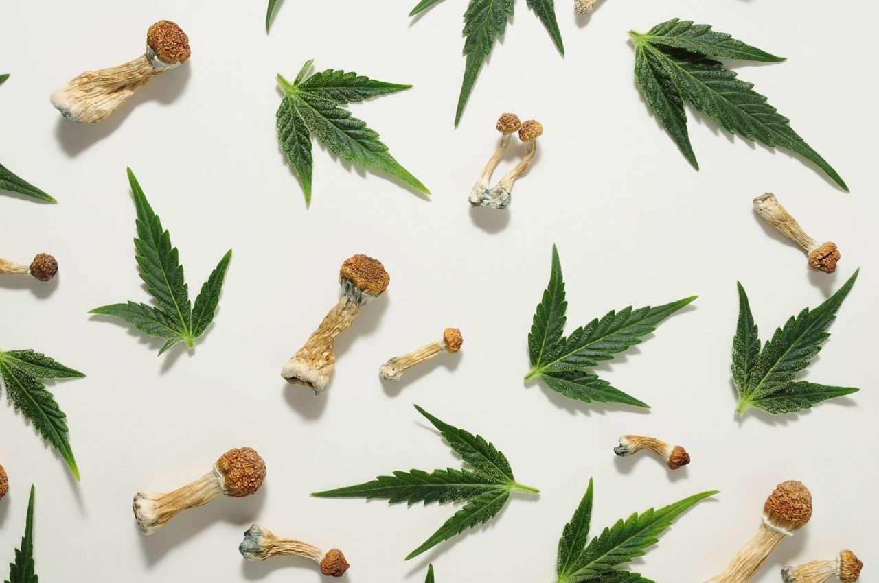 Cannabis Marketing Lessons, Magic Mushrooms