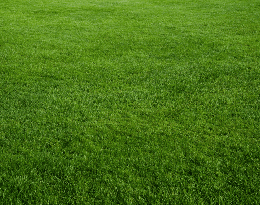 Grotrax grass imagery